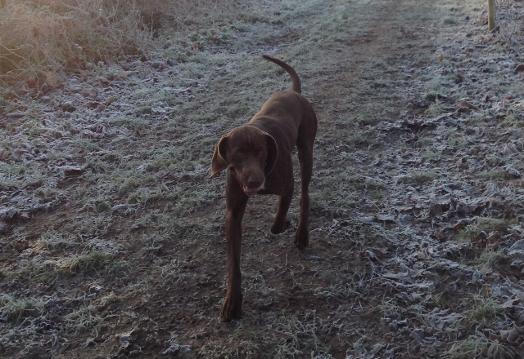 FenlanderGundogs.co.uk